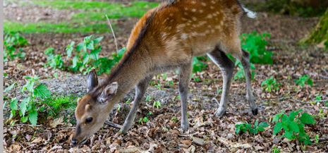 Deer pictured eating grass